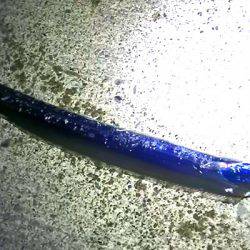 焼津　石津浜太刀魚ジギング＆ふぃっしゅーな釣果